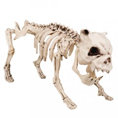 Skelet Hond